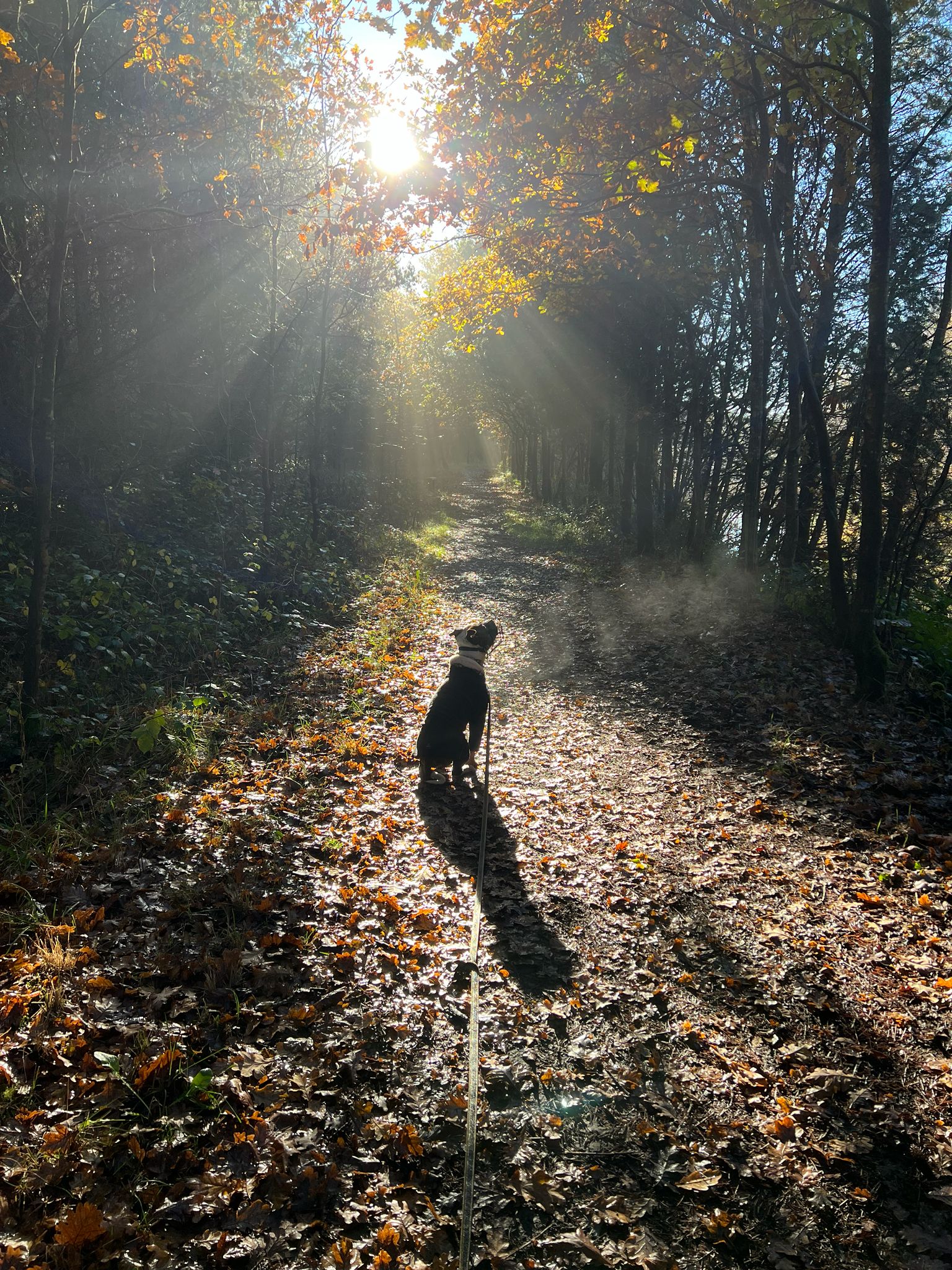Neutral walks