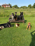 Pack walks