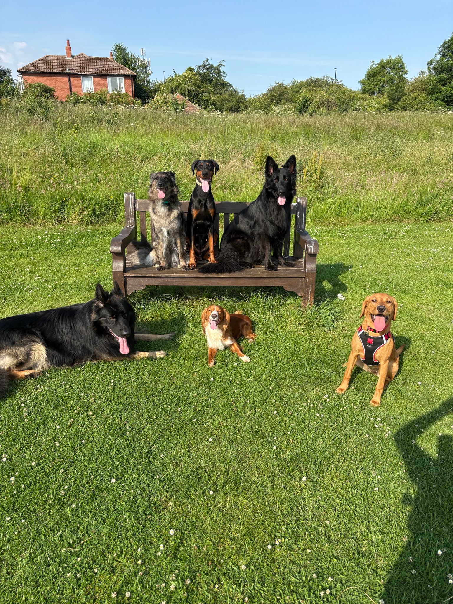 Pack walks